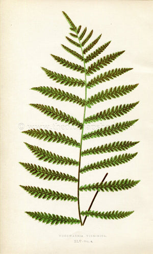 Edward Joseph Lowe Fern (Woodwardia Virginica) Antique Botanical Print 1859