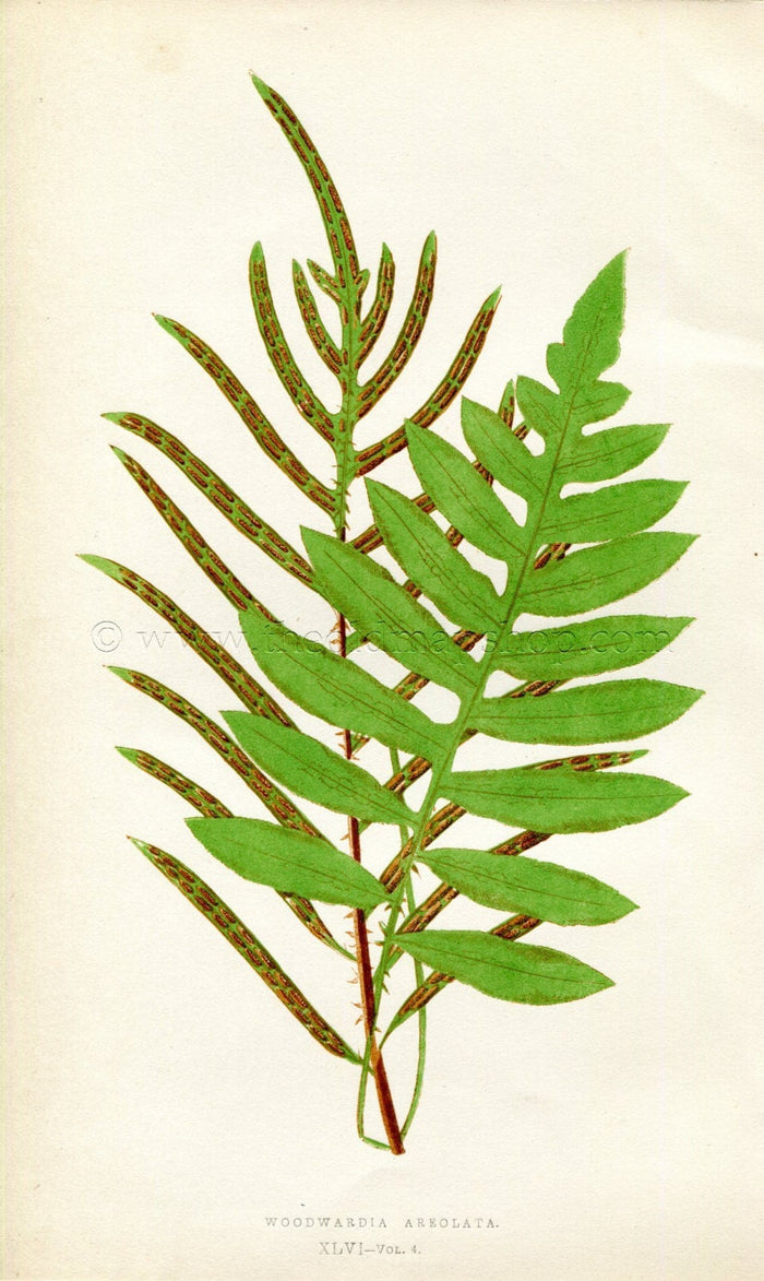 Edward Joseph Lowe Fern (Woodwardia Areolata) Antique Botanical Print 1859