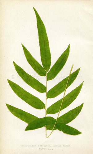 Edward Joseph Lowe Fern (Stenochlaena Meyeriana) Botanical Print Antique 1859