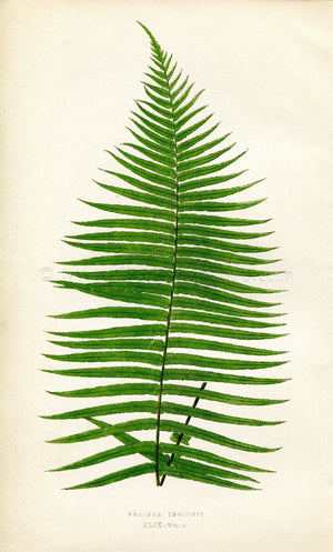 Edward Joseph Lowe Fern (Brainea Insignis) Antique Botanical Print 1859