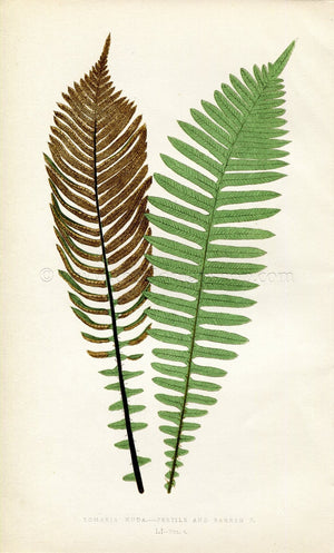 Edward Joseph Lowe Fern (Lomaria Nuda) Antique Botanical Print 1859