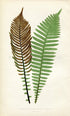 Edward Joseph Lowe Fern (Lomaria Nuda) Antique Botanical Print 1859