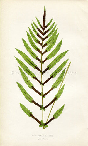 Edward Joseph Lowe Fern (Lomaria Gilliesii) Antique Botanical Print 1859