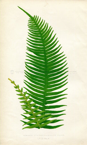Edward Joseph Lowe Fern (Lomaria Australis) Antique Botanical Print 1859
