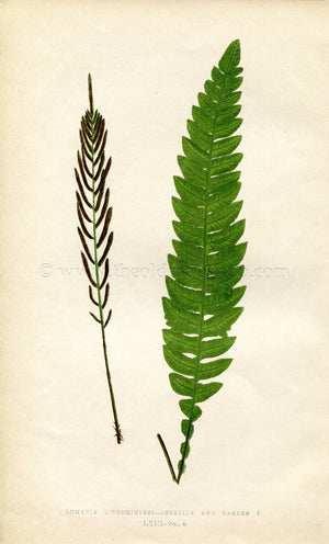 Edward Joseph Lowe Fern (Lomaria L'Herminieri) Antique Botanical Print 1859