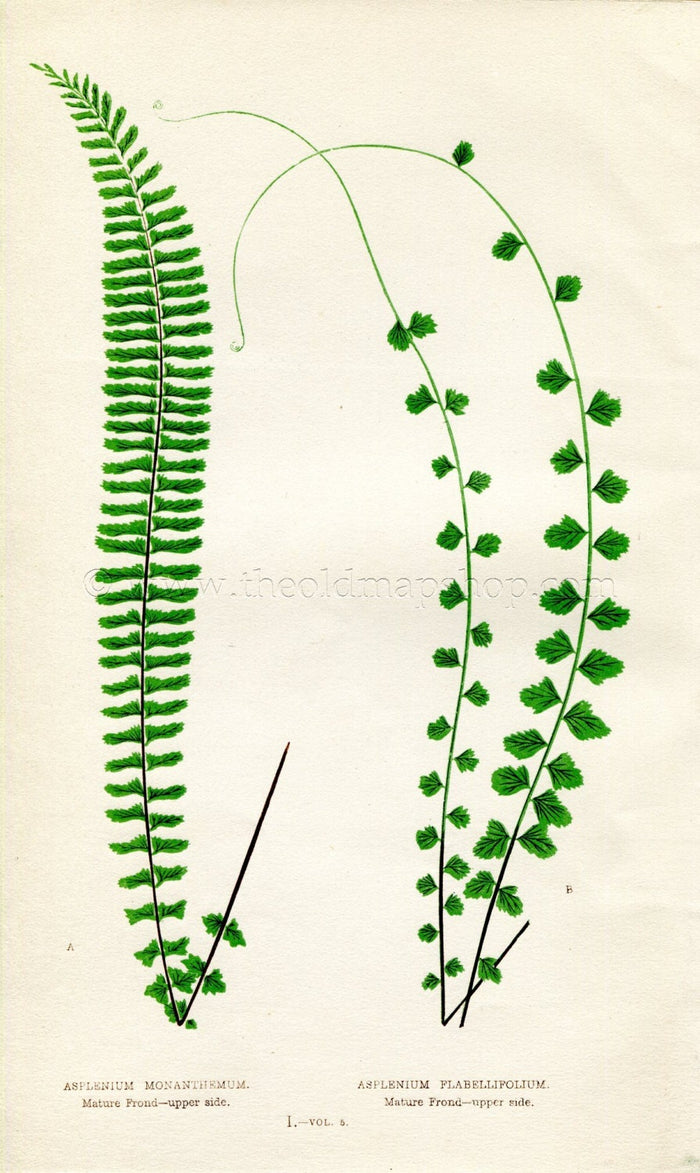 Edward Joseph Lowe Fern (Asplenium Manthemum & Flabellifolium) Antique Botanical Print 1858