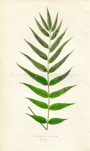 Edward Joseph Lowe Fern (Asplenium Lucidum) Antique Botanical Print 1858
