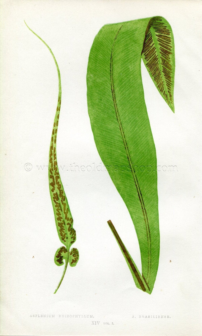 Edward Joseph Lowe Fern (Asplenium Rhizophyllum & Brasiliense) Antique Botanical Print 1858