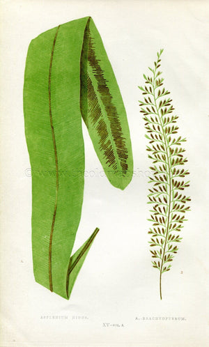 Edward Joseph Lowe Fern (Asplenium Nidus & Brachyopterum) Antique Botanical Print 1858