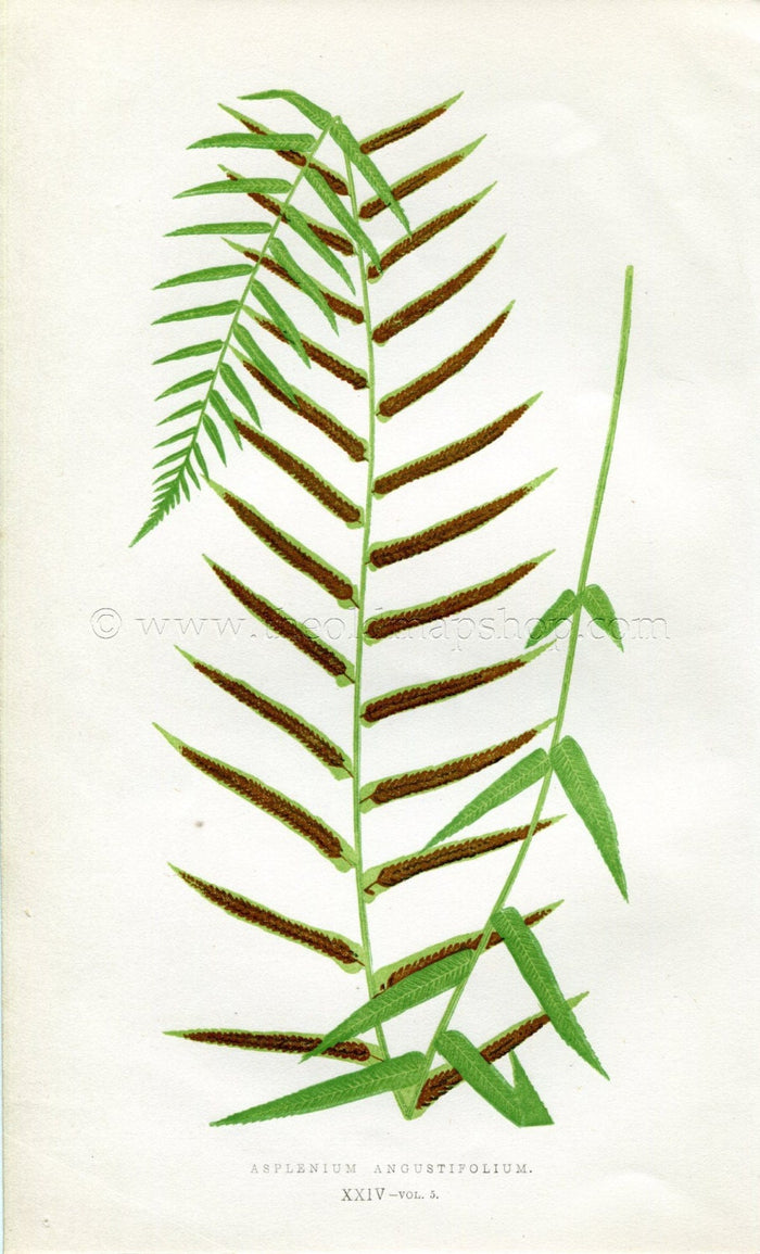 Edward Joseph Lowe Fern (Asplenium Angustifolium) Antique Botanical Print 1858