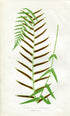 Edward Joseph Lowe Fern (Asplenium Angustifolium) Antique Botanical Print 1858