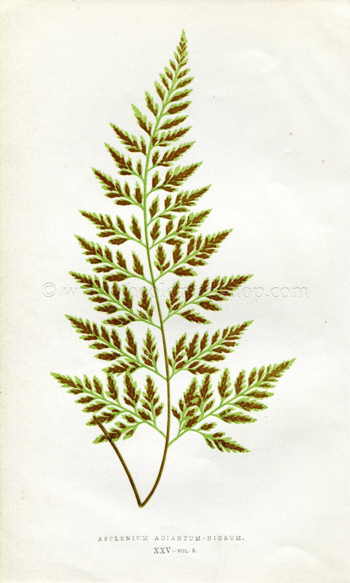 Edward Joseph Lowe Fern (Asplenium Adiantum-Nigrum) Antique Botanical Print 1858