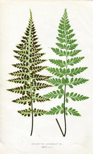 Edward Joseph Lowe Fern (Asplenium Lanceolatum) Antique Botanical Print 1858