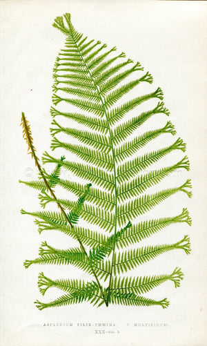 Edward Joseph Lowe Fern (Asplenium Filix-Foemina & Multifidum) Antique Botanical Print 1858