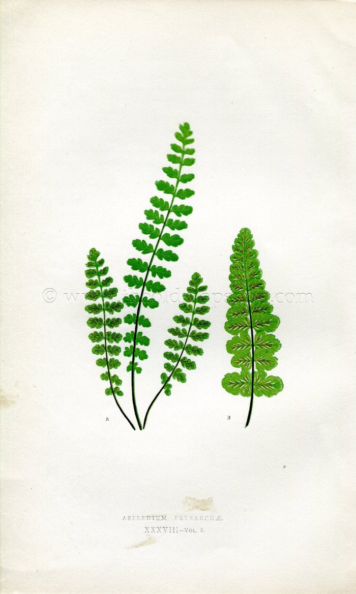 Edward Joseph Lowe Fern (Asplenium Petrarchae) Antique Botanical Print 1858