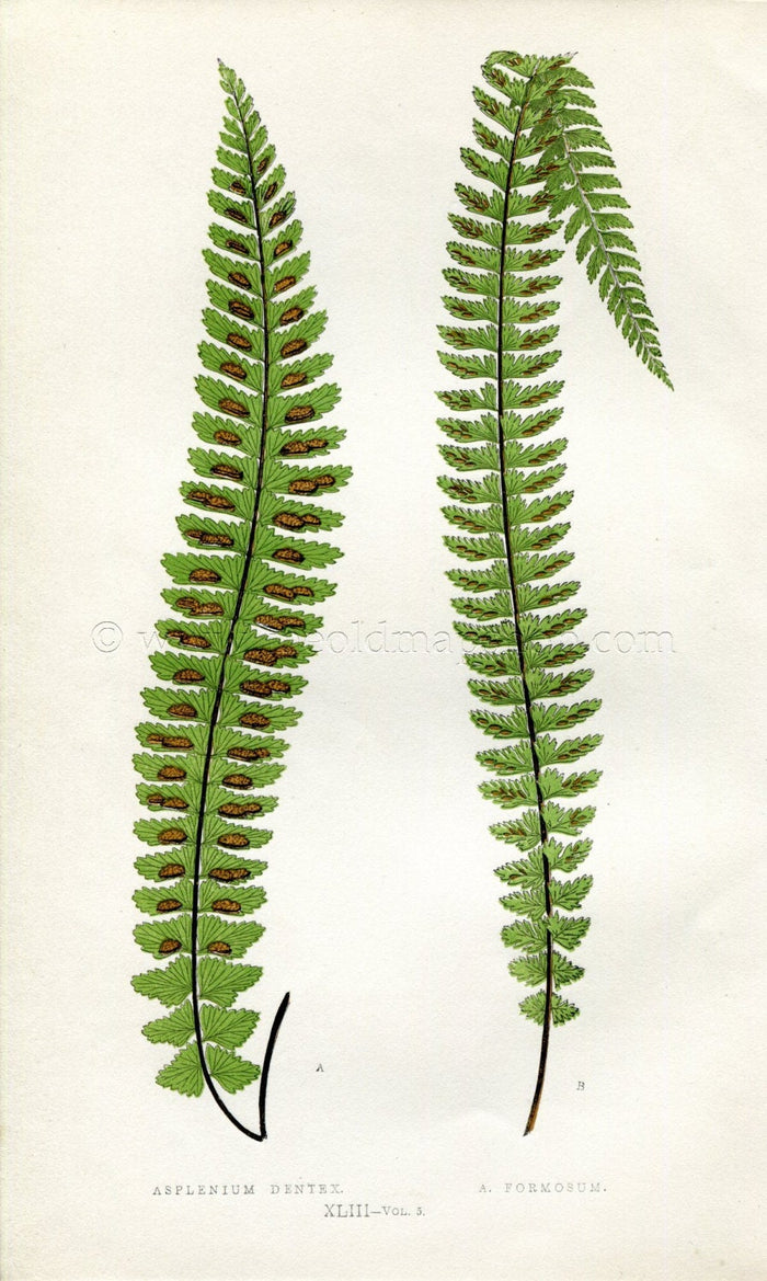 Edward Joseph Lowe Fern (Asplenium Dentex & Formosum) Antique Botanical Print 1858
