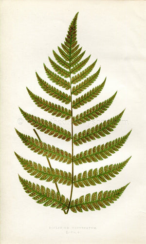 Edward Joseph Lowe Fern (Diplazium Decussatum) Antique Botanical Print 1858