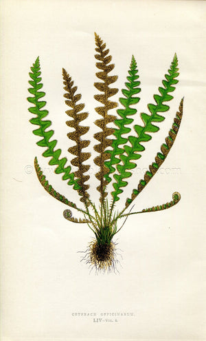 Edward Joseph Lowe Fern (Ceterach Officinarum) Antique Botanical Print 1858