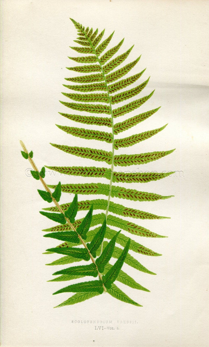 Edward Joseph Lowe Fern (Scolopendrium Krebsii) Antique Botanical Print 1858