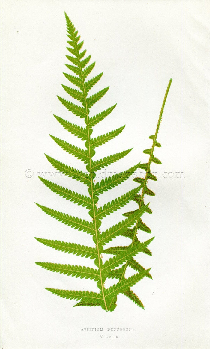 Edward Joseph Lowe Fern (Aspidium Decurrens) Antique Botanical Print 1857