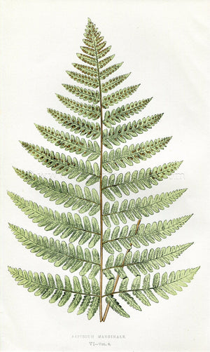 Edward Joseph Lowe Fern (Aspidium Marginale) Antique Botanical Print 1857