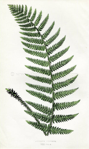 Edward Joseph Lowe Fern (Aspidium Pungens) Antique Botanical Print 1857