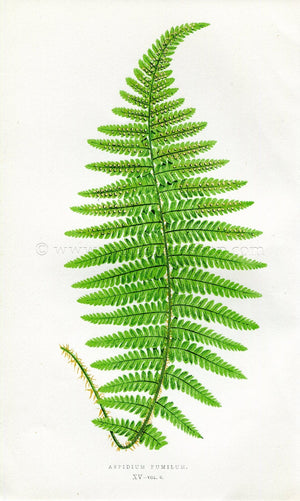 Edward Joseph Lowe Fern (Aspidium Pumilum) Antique Botanical Print 1857