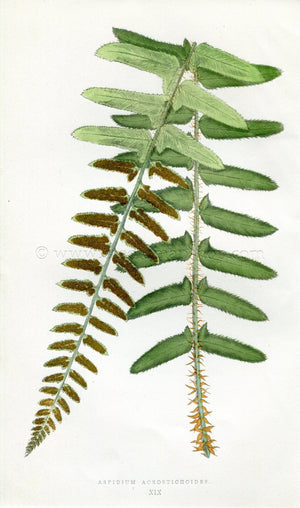 Edward Joseph Lowe Fern (Aspidium Acrostichoides) Antique Botanical Print 1857