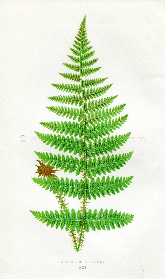 Edward Joseph Lowe Fern (Aspidium Rigidum) Antique Botanical Print 1857