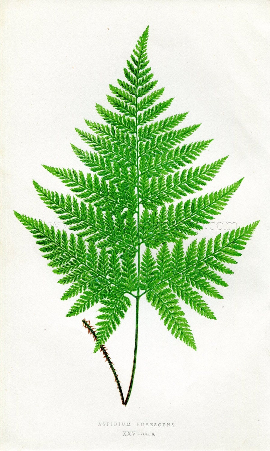 Edward Joseph Lowe Fern (Aspidium Pubescens) Antique Botanical Print 1857