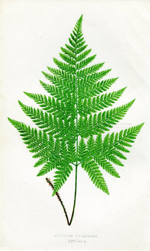 Edward Joseph Lowe Fern (Aspidium Pubescens) Antique Botanical Print 1857
