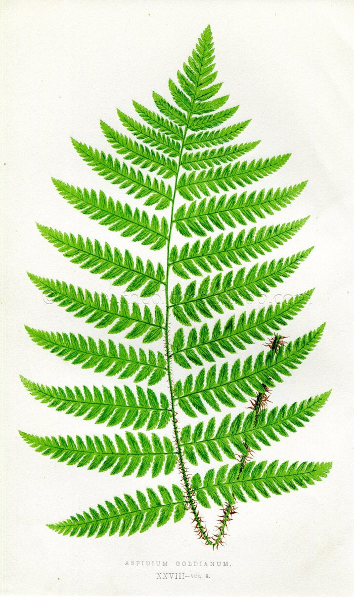 Edward Joseph Lowe Fern (Aspidium Goldianum) Antique Botanical Print 1857