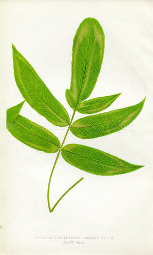 Edward Joseph Lowe Fern (Aspidium Podophyllum) Botanical Print Antique 1857