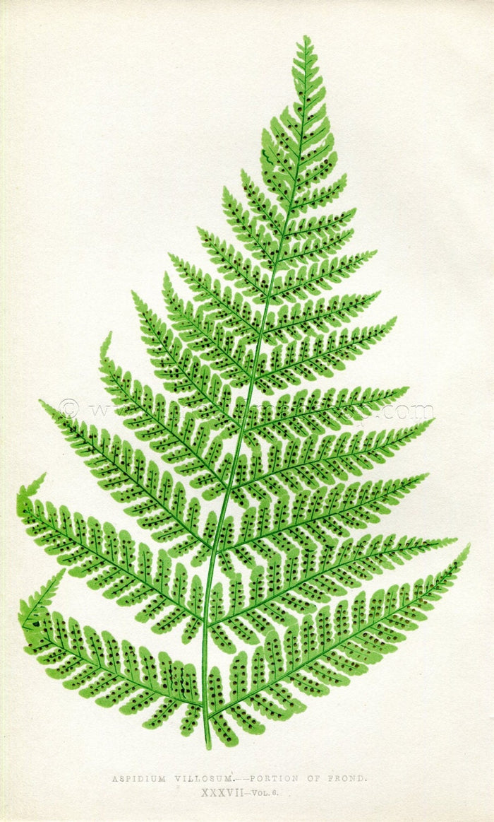 Edward Joseph Lowe Fern (Aspidium Villosum) Antique Botanical Print 1857