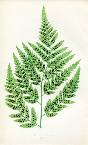Edward Joseph Lowe Fern (Aspidium Capense) Antique Botanical Print 1857