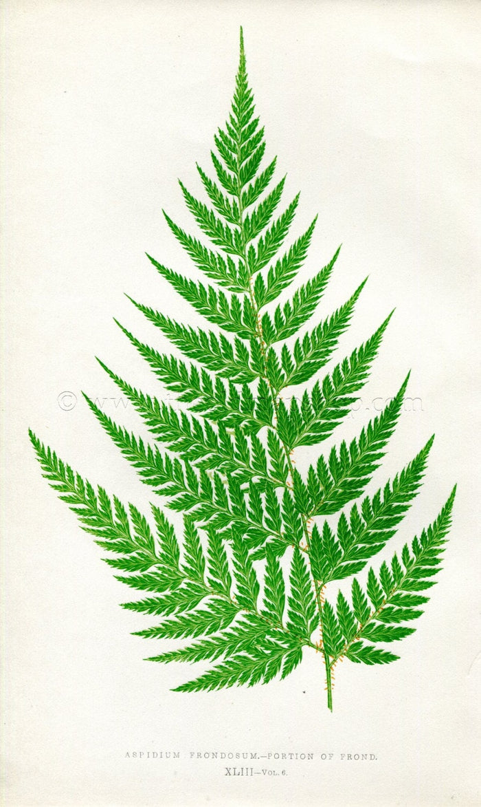 Edward Joseph Lowe Fern (Aspidium Frondosum) Antique Botanical Print 1857