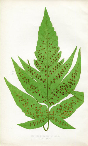 Edward Joseph Lowe Fern (Aspidium Macrophyllum) Antique Botanical Print 1857