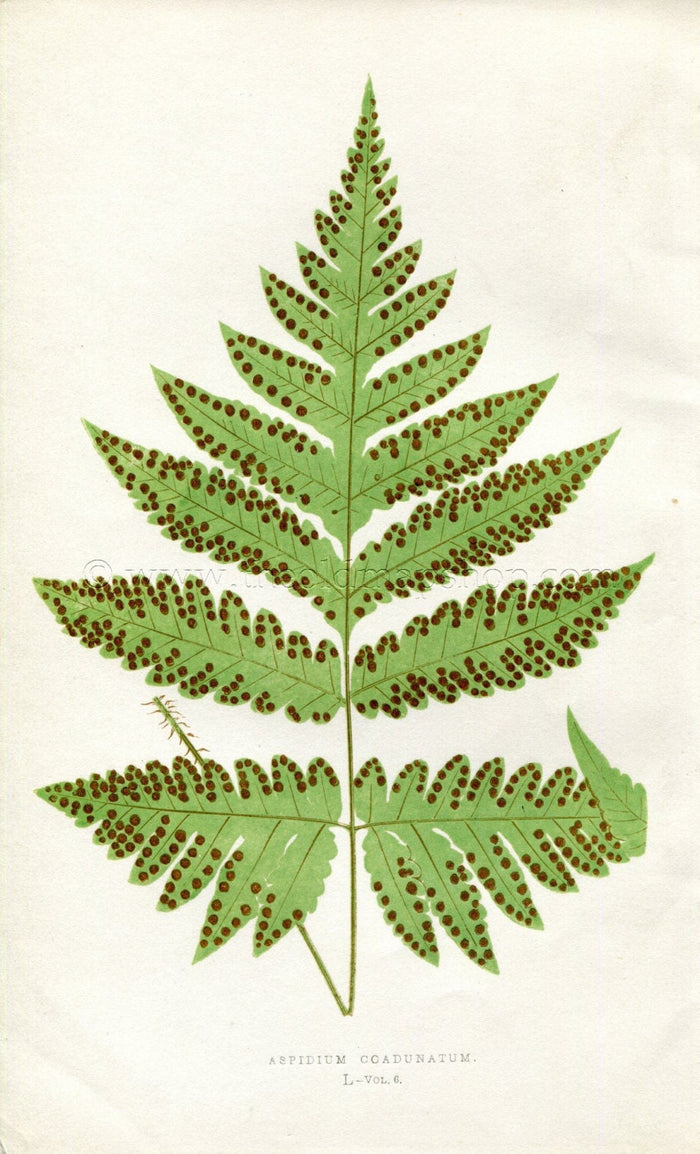 Edward Joseph Lowe Fern (Aspidium Coadunatum) Antique Botanical Print 1857