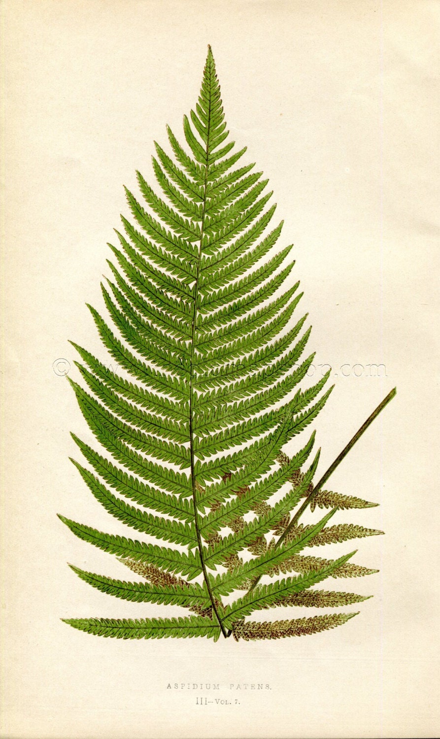 Edward Joseph Lowe Fern (Aspidium Patens) Antique Botanical Print 1859