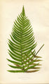 Edward Joseph Lowe Fern (Aspidium Patens) Antique Botanical Print 1859