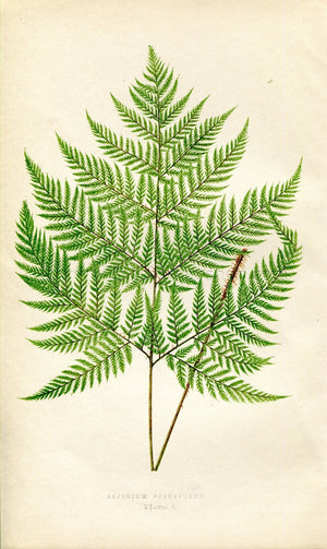 Edward Joseph Lowe Fern (Aspidium Spinescens) Antique Botanical Print 1859