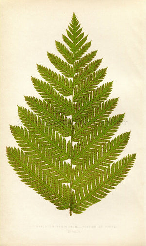 Edward Joseph Lowe Fern (Aspidium Strigosum) Antique Botanical Print 1859