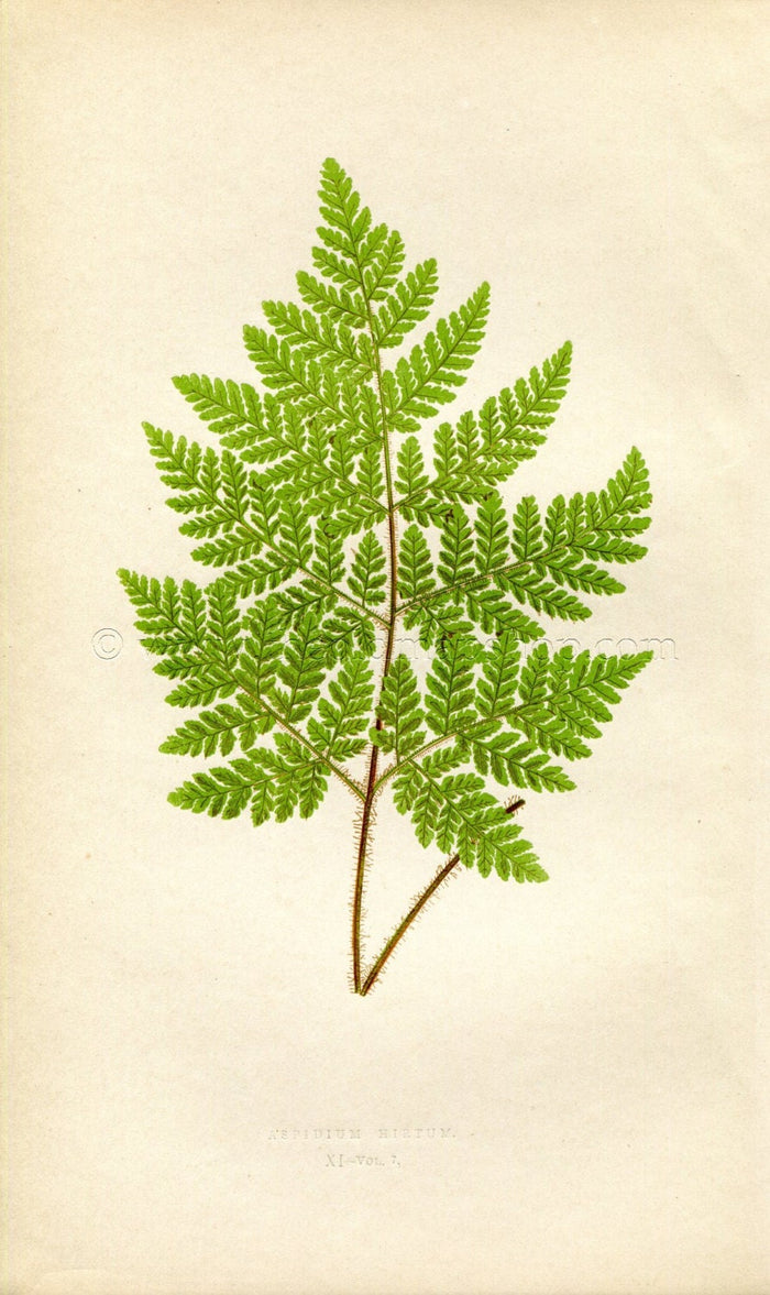 Edward Joseph Lowe Fern (Aspidium Hirtum) Antique Botanical Print 1859