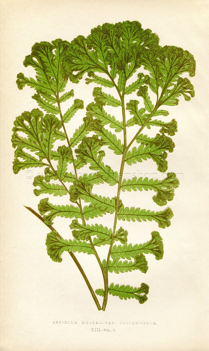 Edward Joseph Lowe Fern (Aspidium Molle.--Var. Corymeiferum) Antique Botanical Print 1859