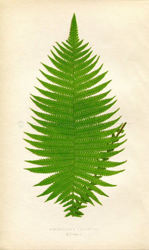 Edward Joseph Lowe Fern (Mesochlaena Javanica) Antique Botanical Print 1859
