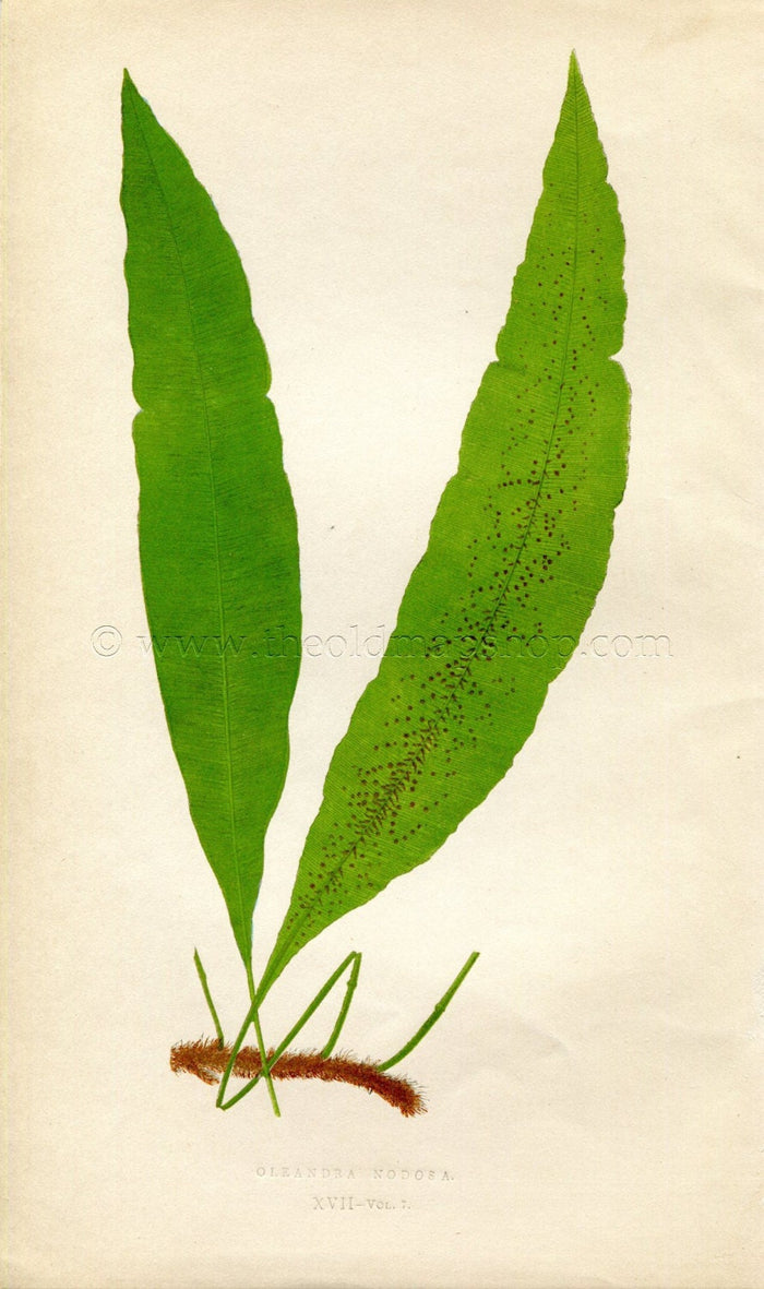 Edward Joseph Lowe Fern (Oleandra Nodosa) Antique Botanical Print 1859