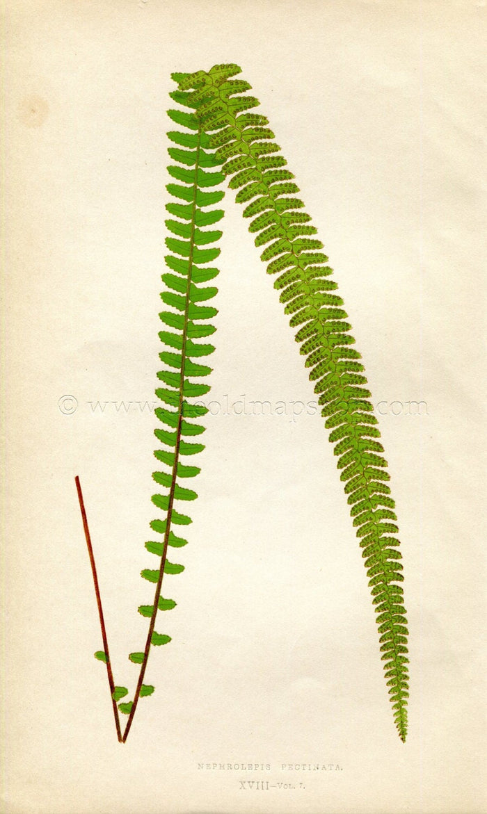 Edward Joseph Lowe Fern (Nephrolepis Pectinata) Antique Botanical Print 1859