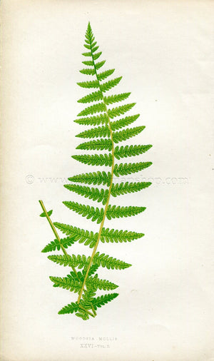 Edward Joseph Lowe Fern (Woodsia Mollis) Antique Botanical Print 1859