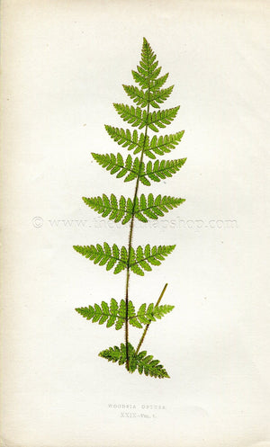 Edward Joseph Lowe Fern (Woodsia Obtusa) Antique Botanical Print 1859