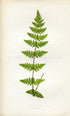Edward Joseph Lowe Fern (Woodsia Obtusa) Antique Botanical Print 1859